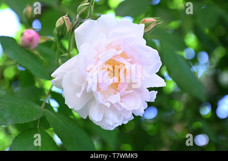 Roses de la sorte de Wild Rose nommé Rose Odorata Banque D'Images