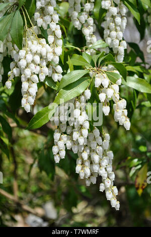 Fleurs en forme de cloche appelée Pieris japonica, l'andromeda japonais, Japanese pieris, nain ou Lilly-de-la-Vallée d'arbuste. Arashiyama. Kyoto, Japon. Banque D'Images