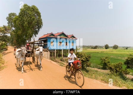 Cambodge, Kampong Chhnang, Kampong Tralach, le long de la rivière Tonle Sap, paysage de rizières dans la région de Kompong Tralach Krom Banque D'Images