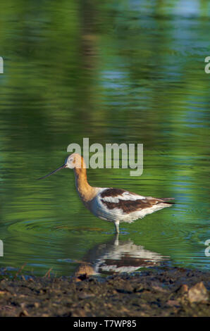 L'Avocette d'Amérique (Recurvirostra americana) à gué pour la nourriture aquatique-insectes/crustacés près de la rive de l'étang, Aurora Colorado nous. Photo prise en juillet. Banque D'Images