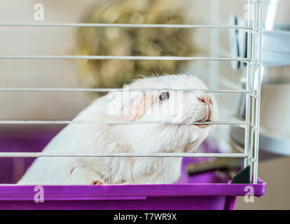 Cochon blanc dans une cage. Il s'agit d'une photo d'un animal de compagnie. Banque D'Images