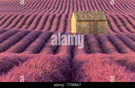 France, Alpes de Haute Provence, Parc Naturel Régional du Verdon, Puimoisson, maison en pierre au milieu d'un champ de lavande (lavandin) sur le Plateau de Valensole Banque D'Images