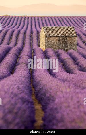France, Alpes de Haute Provence, Parc Naturel Régional du Verdon, Puimoisson, maison en pierre au milieu d'un champ de lavande (lavandin) sur le Plateau de Valensole Banque D'Images