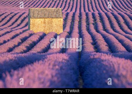 France, Alpes de Haute Provence, Parc Naturel Régional du Verdon, Puimoisson, maison en pierre au milieu d'un champ de lavande (lavandin) sur le Plateau de Valensole Banque D'Images