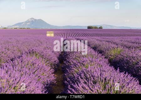 France, Alpes de Haute Provence, Parc Naturel Régional du Verdon, Puimoisson, maison en pierre au milieu d'un champ de lavande (lavandin) sur le Plateau de Valensole Banque D'Images