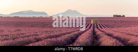 France, Alpes de Haute Provence, Parc Naturel Régional du Verdon, Puimoisson, maison en pierre au milieu d'un champ de lavande (lavandin) sur le Plateau de Valensole Banque D'Images