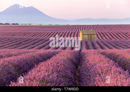 France, Alpes de Haute Provence, Parc Naturel Régional du Verdon, Puimoisson, maison en pierre au milieu d'un champ de lavande (lavandin) sur le Plateau de Valensole Banque D'Images