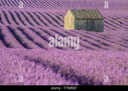 France, Alpes de Haute Provence, Parc Naturel Régional du Verdon, Puimoisson, maison en pierre au milieu d'un champ de lavande (lavandin) sur le Plateau de Valensole Banque D'Images