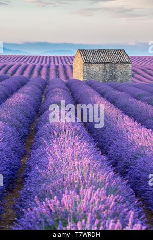 France, Alpes de Haute Provence, Parc Naturel Régional du Verdon, Puimoisson, maison en pierre au milieu d'un champ de lavande (lavandin) sur le Plateau de Valensole Banque D'Images