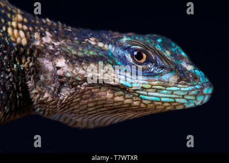 L'achillée (Sceloporus jarrovii lézard épineux jarrovii) Banque D'Images