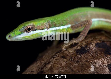 L'herbe émeraude (lézard Takydromus smaragdinus) Banque D'Images