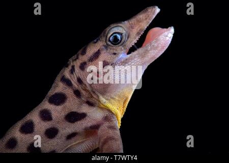 Saban Anole (Ctenonotus sabanus) Banque D'Images