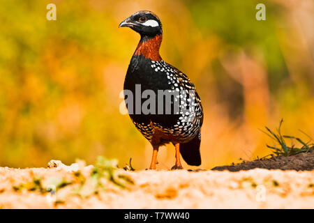 Francoline noire, Francolinus francolinus, Sattal, Homme, Uttarakhand, Inde. Banque D'Images