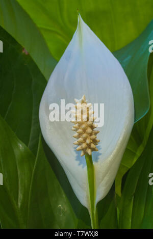 Fleurs Spathiphyllum close up. Macroshooting Banque D'Images