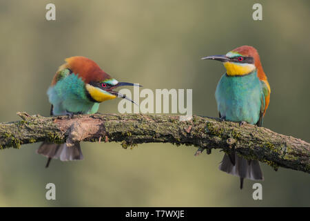 Lutte entre mangeurs d'abeilles d'Europe (Merops apiaster) Banque D'Images