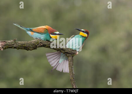 Lutte entre mangeurs d'abeilles d'Europe (Merops apiaster) Banque D'Images