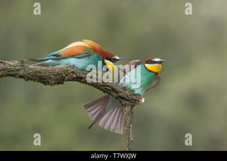 Lutte entre mangeurs d'abeilles d'Europe (Merops apiaster) Banque D'Images