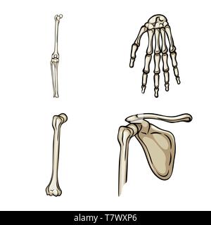 Genou,poignet,fémur,joints,occasion,casse,bassin,calcium,ménisque,péroné,hip,body,shin,structure,pied,pelvien,bras,jambe,tibia fracture,carpe,chirurgie,santé,dommage,,xray,la douleur,,sain,cartilage,os,squelette humain,anatomie organes,médical,médecine,clinique,biologie,,set,icône,,illustration,collection,isolé,design,graphisme,élément signe,caricature,couleur,vecteurs vecteur , Illustration de Vecteur