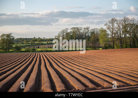 UK, printemps paysage rural ; l'accent de premier plan (labourées fraîchement labourés) Champ de l'agriculteur dans un sillon et ridge pattern. Lignes géométriques.de Stratus. Banque D'Images