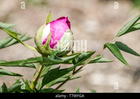 Bourgeon de pivoine d'arbre, bourgeonnement rose Banque D'Images