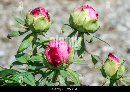 Pivoine arbustive bud, bourgeons, fleurs rouges en herbe, Paeonia suffruticosa Banque D'Images