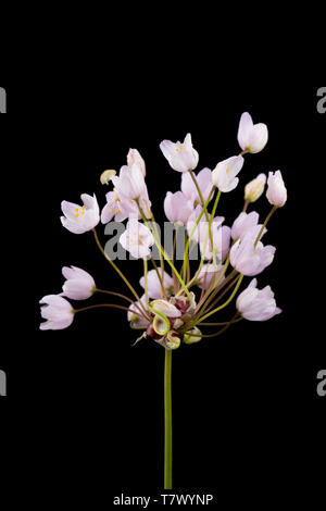 Un exemple de l'ail rose, Allium roseum, qui pousse sur un bord de la route près d'Abbotsbury herbeux, Dorset England UK GB. C'est une plante méditerranéenne Banque D'Images