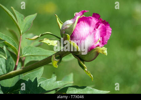 Bourgeon de pivoine d'arbre sur le vert, le printemps de bourgeon violet Banque D'Images