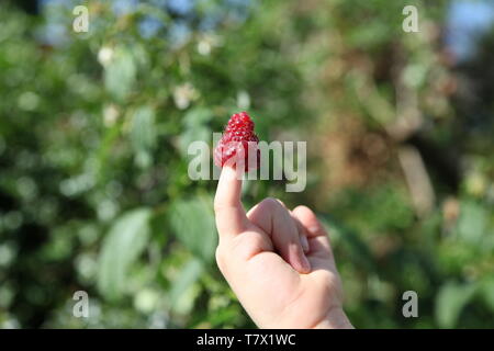 Framboise anglaise, rouge et mûre à la main, à proximité du bout des doigts d'un enfant dans un jardin d'été pendant la journée avec espace de copie Banque D'Images