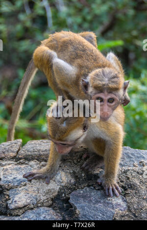 Les jeunes Toque Macaque (Macaca sinica) jouant sur un mur bordant l'Hôtel Heritance Kandalama, Sri Lanka. Banque D'Images