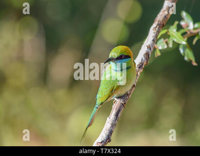 Little Green bee-eater bird vu au Sri Lanka Banque D'Images