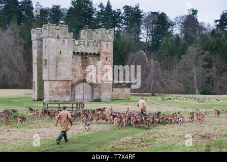 La recherche de foxhounds Excercising Percy. Banque D'Images