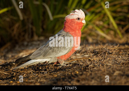 Cacatoès rosalbin - Eolophus roseicapilla - connu sous le nom de la Rose-breasted cacatoès cacatoès rosalbin cacatoès cacatoès rose et gris ou sterne de cacatoès, l'Australie continentale. Banque D'Images