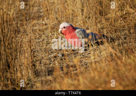 Cacatoès rosalbin - Eolophus roseicapilla - connu sous le nom de la Rose-breasted cacatoès cacatoès rosalbin cacatoès cacatoès rose et gris ou sterne de cacatoès, l'Australie continentale. Banque D'Images