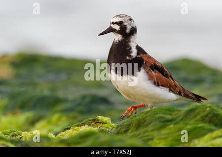 Tournepierre à collier - Arenaria interpres se nourrissant de l'herbe des falaises sur la mer dans l'Atlantique Banque D'Images