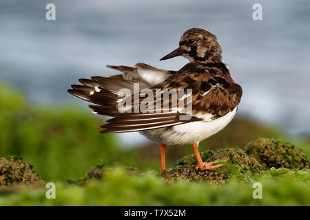 Tournepierre à collier - Arenaria interpres se nourrissant de l'herbe des falaises sur la mer dans l'Atlantique Banque D'Images