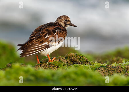 Tournepierre à collier - Arenaria interpres se nourrissant de l'herbe des falaises sur la mer dans l'Atlantique Banque D'Images