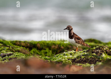 Tournepierre à collier - Arenaria interpres se nourrissant de l'herbe des falaises sur la mer dans l'Atlantique Banque D'Images