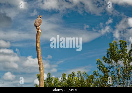 Roadside Hawk - Rupornis magnirostris petit oiseau de proie dans les Amériques que assis sur le jeu à côté de la route. Brun gris avec des oiseaux Banque D'Images