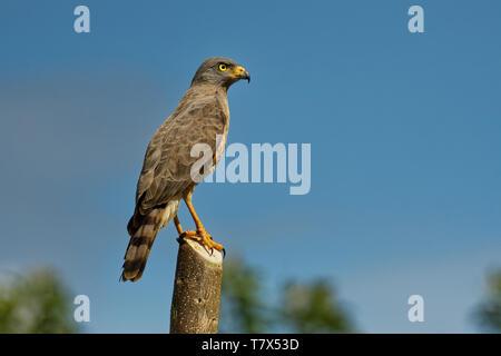 Roadside Hawk - Rupornis magnirostris petit oiseau de proie dans les Amériques que assis sur le jeu à côté de la route. Brun gris avec des oiseaux Banque D'Images