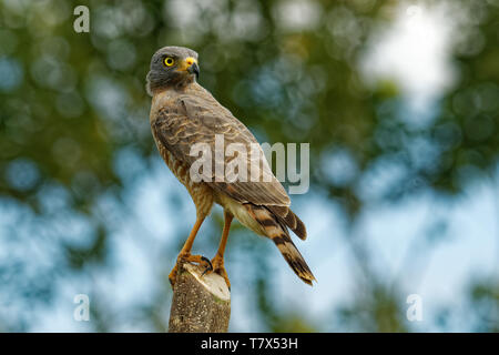 Roadside Hawk - Rupornis magnirostris petit oiseau de proie dans les Amériques que assis sur le jeu à côté de la route. Brun gris avec des oiseaux Banque D'Images