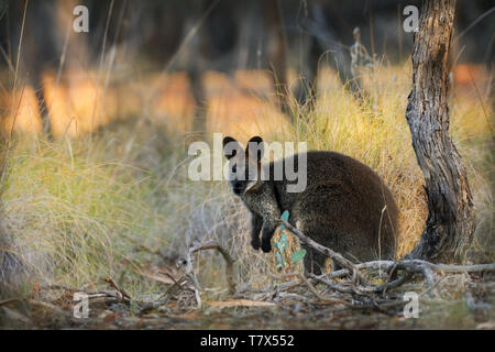 Swamp Wallaby Wallabia bicolor macropod - petit marsupial d'Australie orientale. Connu sous le nom de black, black-tailed wallaby wallaby, fougère, noir Banque D'Images