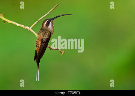 Long-billed Hermit - Phaethornis longirostris hummingbird, grand éleveur de résidents du centre du Mexique au sud jusqu'au nord-ouest de la Colombie, de l'ouest Venezuel Banque D'Images