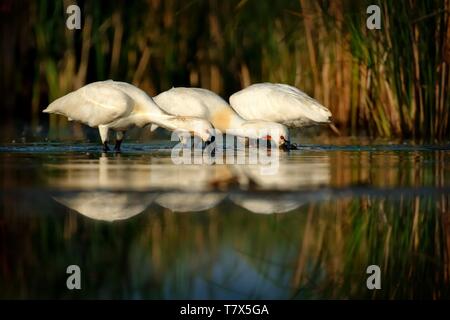 Trois Spatule blanche (Platalea leucorodia) pataugeant dans une eau peu profonde dans la matinée. Banque D'Images