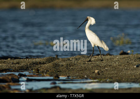 Spatule royale - Platalea regia - kotuku sur la mer avec des vagues, Nouvelle-Zélande Banque D'Images