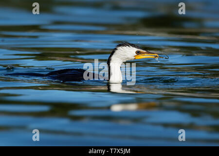 Aigrette garzette, peu shag ou kawaupaka (Turdus) avec les proies capturées - hippocampe, dans l'eau, l'océan en Australie Banque D'Images