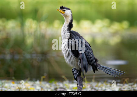 Aigrette garzette, peu shag ou kawaupaka (Turdus) sécher ses ailes au-dessus de l'eau, de l'Australie Banque D'Images
