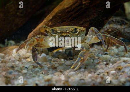 Crabe d'eau douce - Potamon fluviatile vivant dans les ruisseaux, rivières et lacs du sud de l'Europe. Banque D'Images