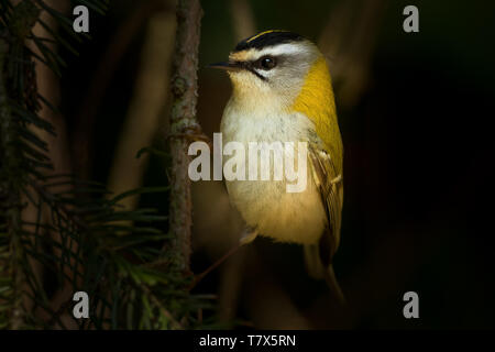 Firecrest - Regulus ignicapilla avec la crête jaune assis sur la branche dans la forêt sombre avec fond sombre Banque D'Images