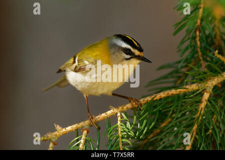 Firecrest - Regulus ignicapilla avec la crête jaune assis sur la branche dans la forêt sombre avec la belle arrière-plan coloré. Banque D'Images