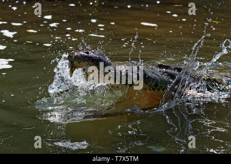 Crocodile Crocodylus acutus - espèces de crocodiliens trouvés dans les Néotropiques. Il est le plus répandu des quatre espèces existantes de crocodi Banque D'Images